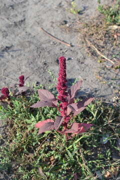 Amaranthus hypochondriacus L. resmi