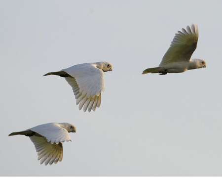 Image of Little Corella