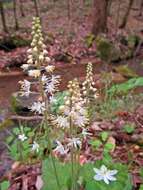 Image of Heartleaved foamflower