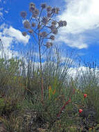 Image of Serruria williamsii J. P. Rourke