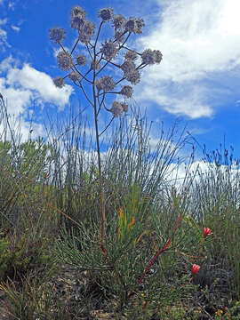 Image of Serruria williamsii J. P. Rourke