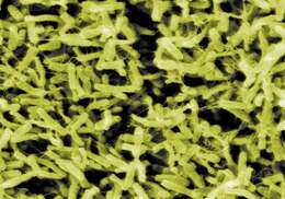 Image of Clostridioides difficile