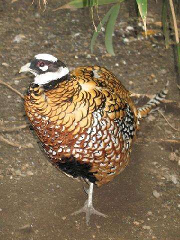 Image of Reeves's Pheasant