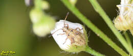 Image of Stictopleurus minutus Blöte 1934