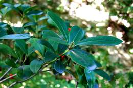 Image of Skimmia