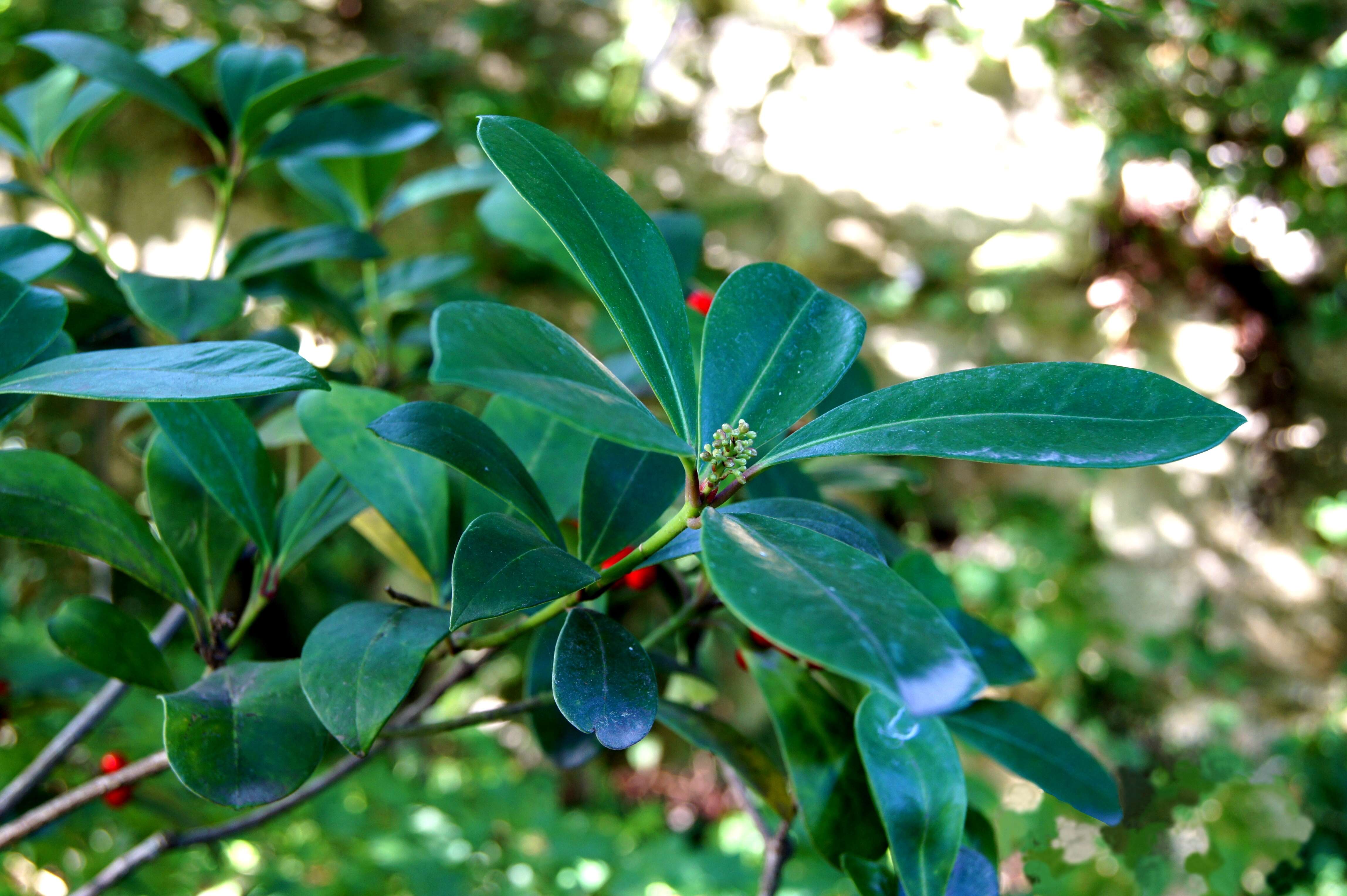 Image of Skimmia