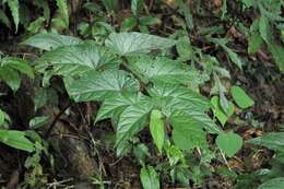 Image of Begonia longifolia Blume