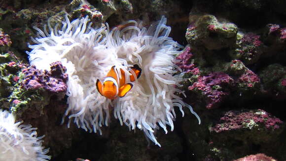 Image of Clown anemonefish