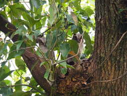 Image of Otus lettia glabripes (Swinhoe 1870)