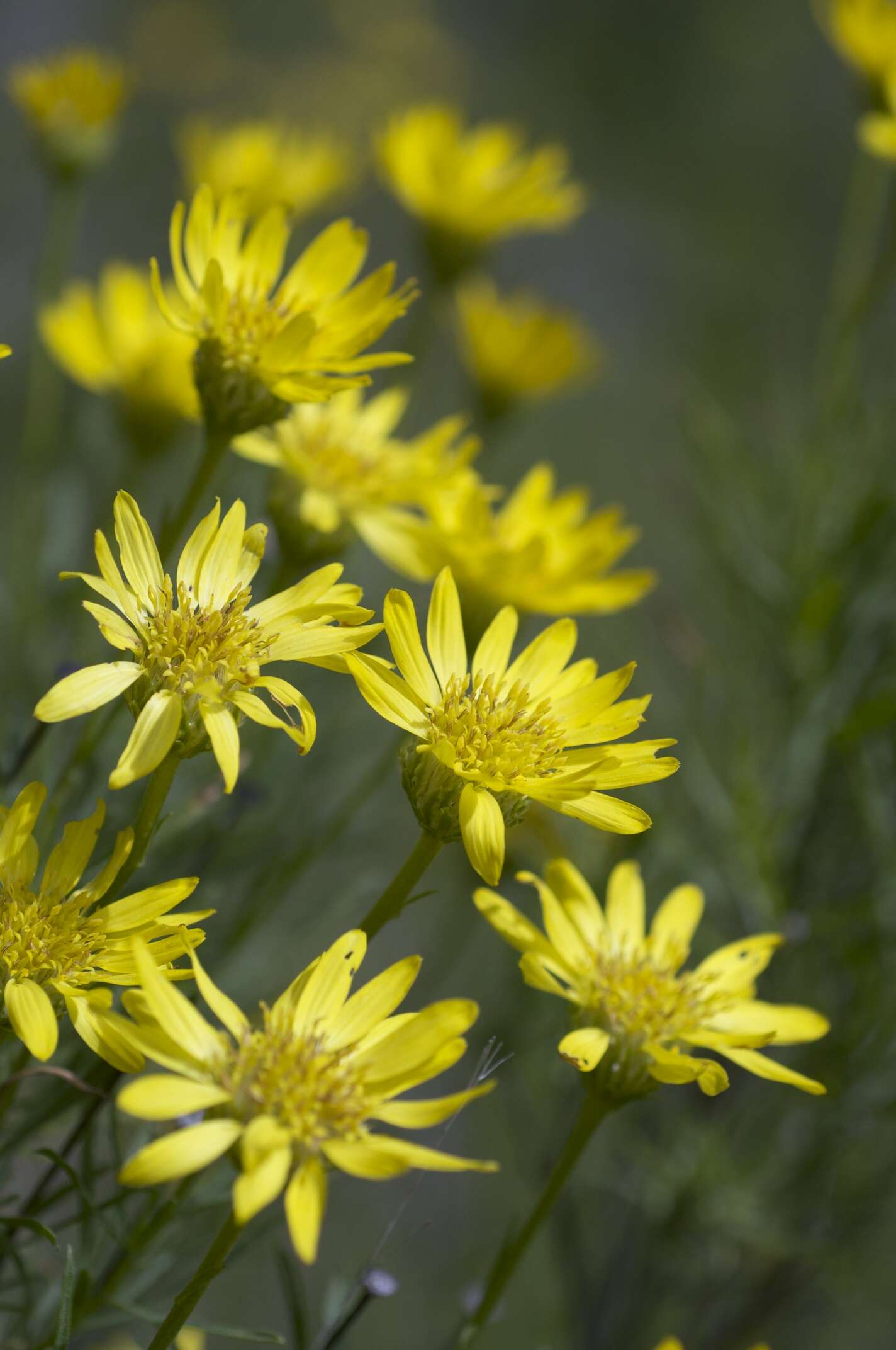 Plancia ëd Ericameria linearifolia (DC.) L. E. Urbatsch & J. R. Wussow