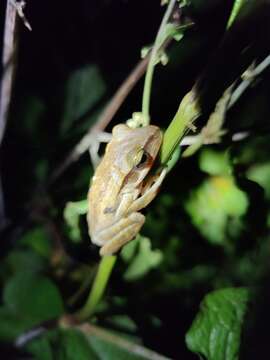 Image of Polypedates subansiriensis Mathew & Sen 2009