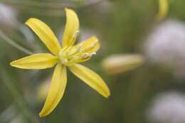 Image of common goldenstar