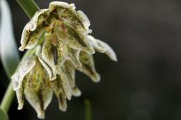 Image of Purdy's fritillary