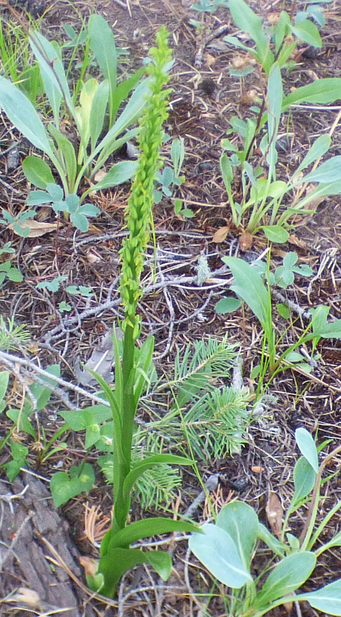 Image of purple-petal bog orchid