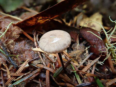 Image of Paragymnopus sequoiae