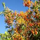 Image of Matches mistletoe