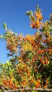 Image of Matches mistletoe