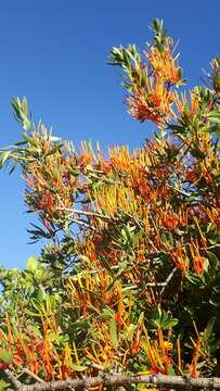 Image of Matches mistletoe