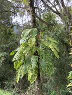 Image of Monstera oreophila Madison