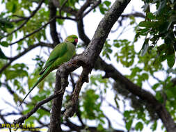 صورة Psittacula krameri manillensis (Bechstein 1800)