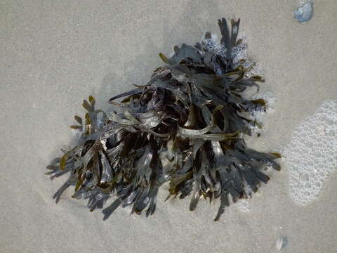 Image of Bladder Wrack