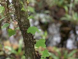 Image of pineland passionflower