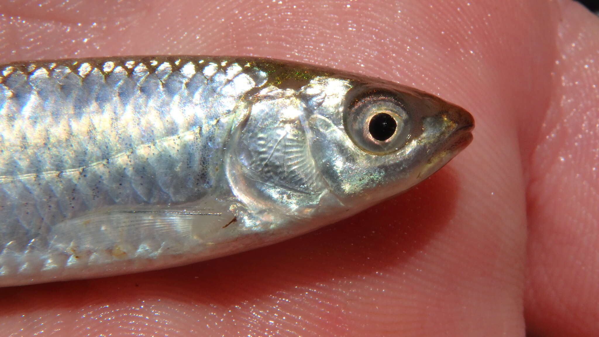 Image of Steelcolor Shiner