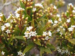 Image of Leucopogon neurophyllus F. Muell.