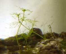 Image of Stonewort