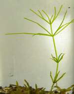 Image of Stonewort