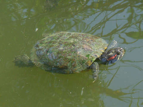 Image of slider turtle, red-eared terrapin, red-eared slider