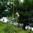 Image of Cirsium pannonicum (L. fil.) Link