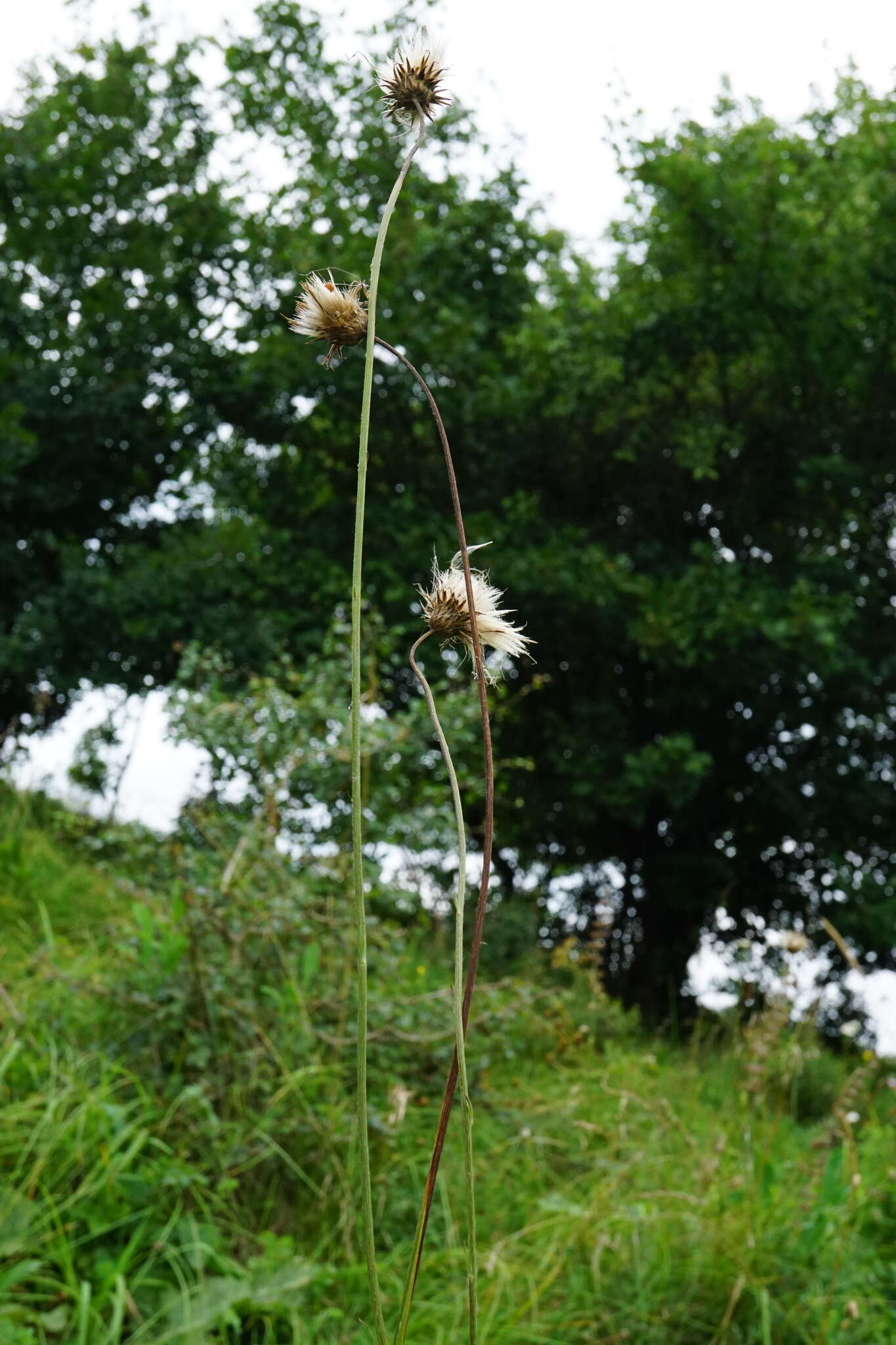 Image of Cirsium pannonicum (L. fil.) Link