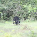 Image of Sri Lankan sloth bear