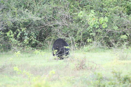 Image of Sri Lankan sloth bear