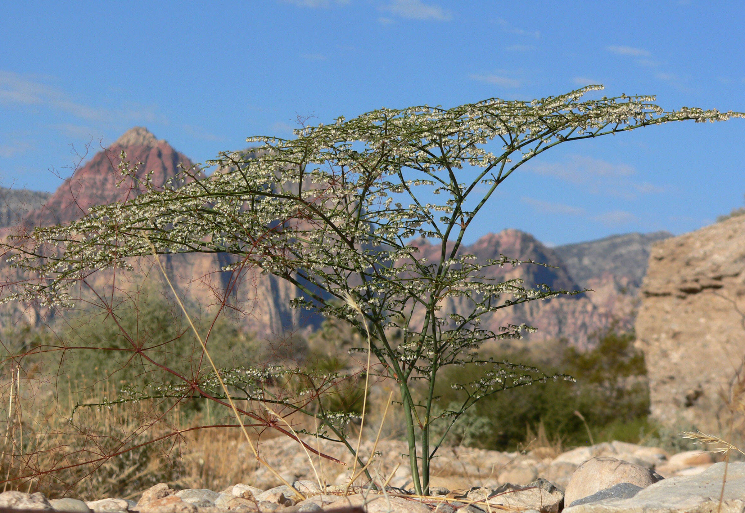 Image de Eriogonum deflexum Torr.