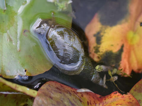 Image of Great Pond Snail