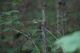 Image of Black-throated Green Warbler