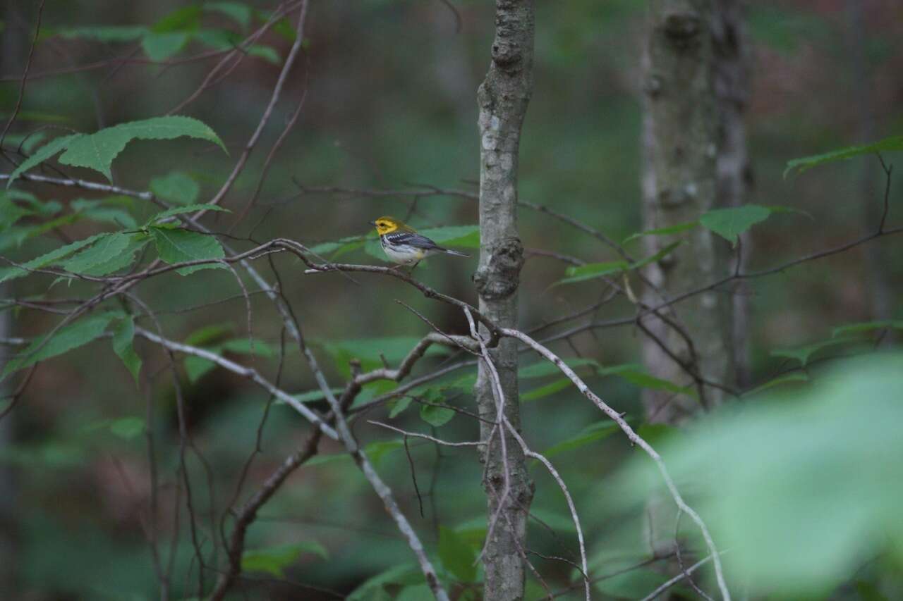 Image of Black-throated Green Warbler