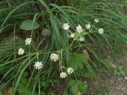 Imagem de Astrantia carniolica Jacq.