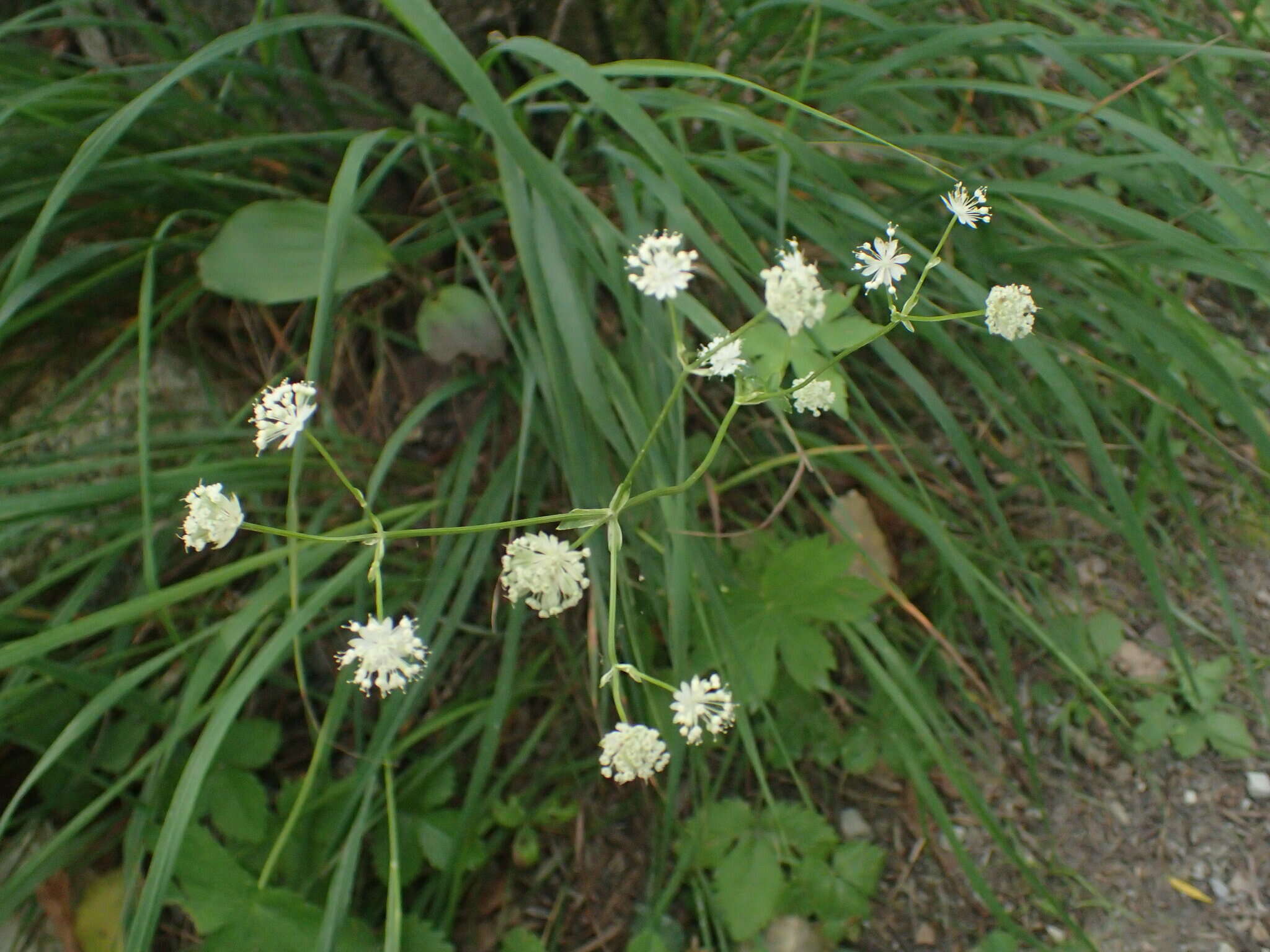 Imagem de Astrantia carniolica Jacq.