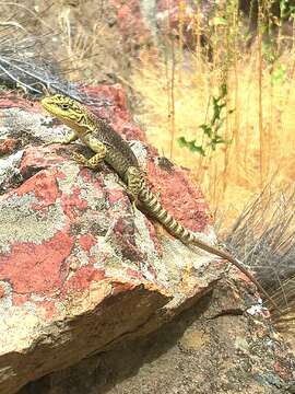 Image of Liolaemus petrophilus Donoso-barros & Cei 1971