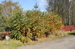 Image of staghorn sumac