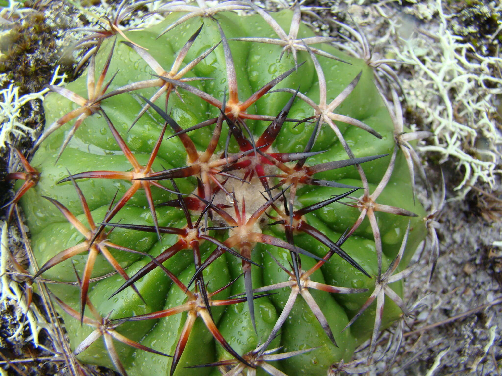 Image of Discocactus placentiformis (Lehm.) K. Schum.