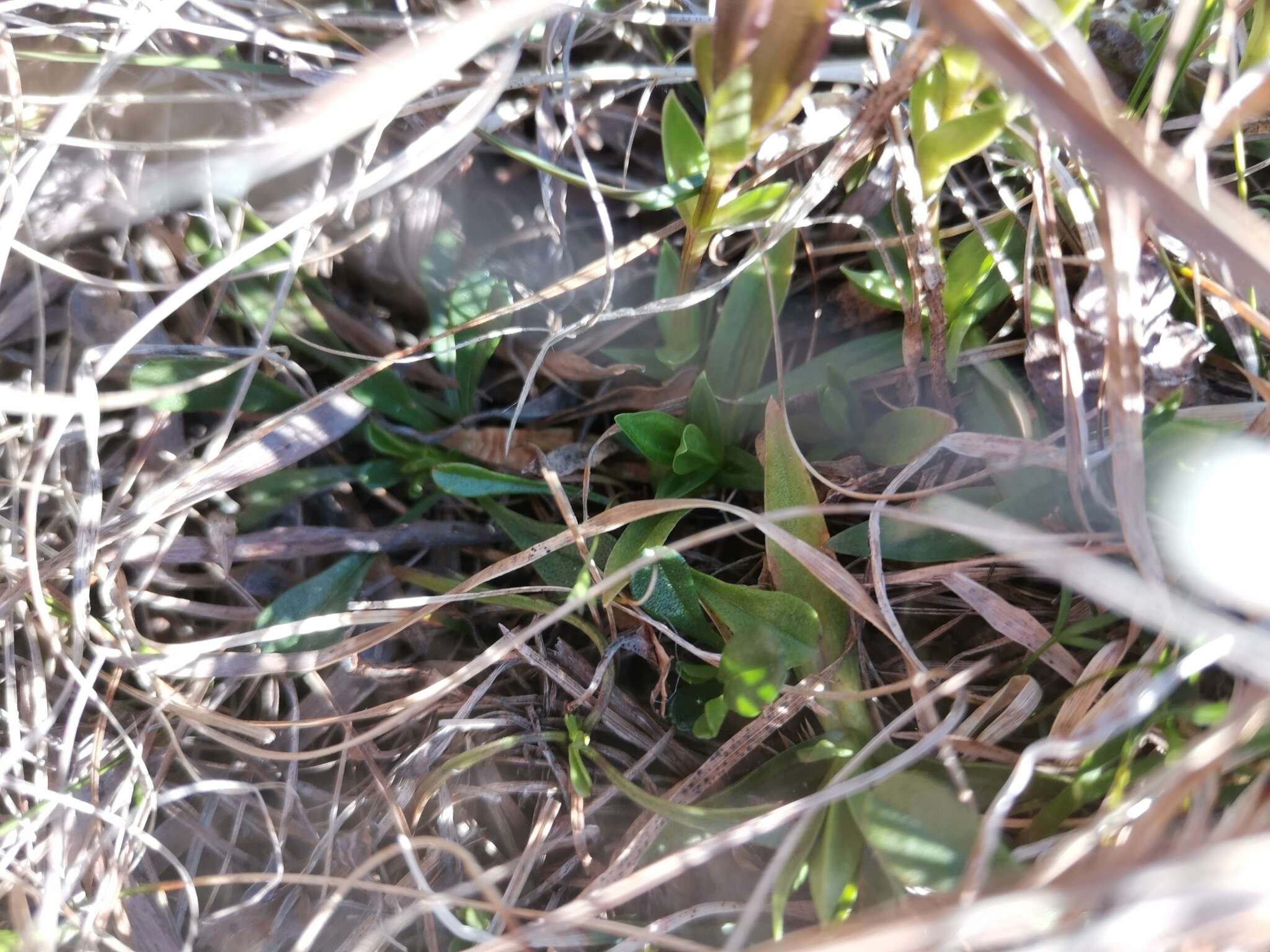 Image of Gentiana verna subsp. tergestina (G. Beck) Hayek