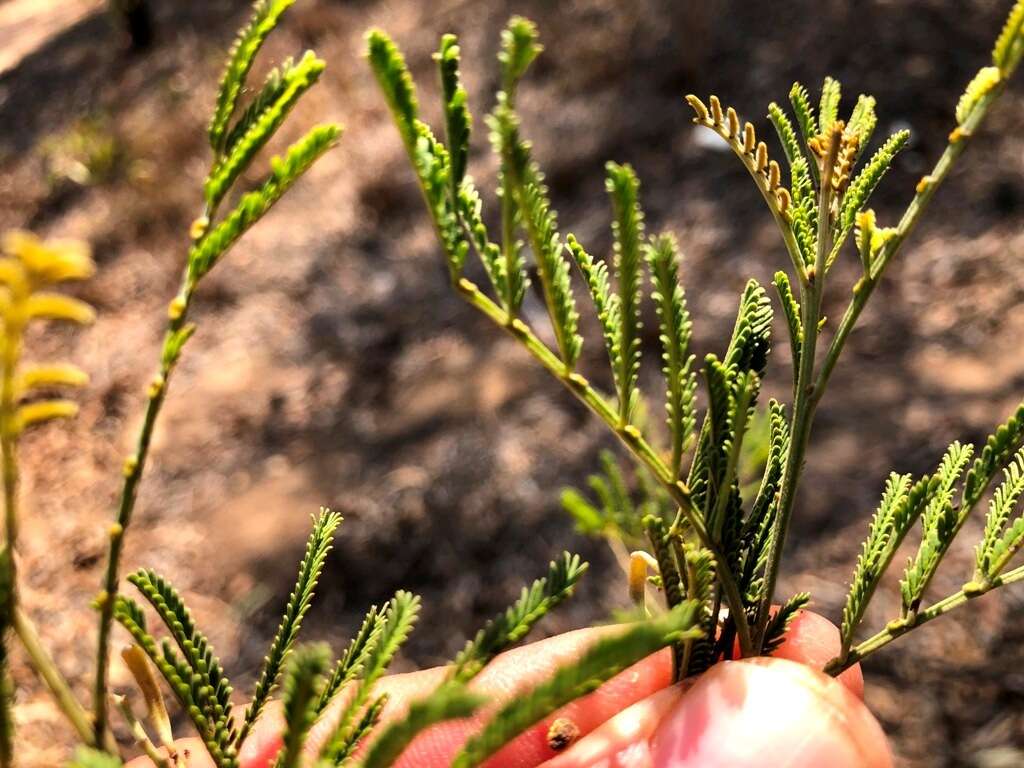 Image of Acacia loroloba Tindale