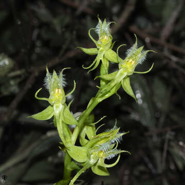 Image of Habenaria elwesii Hook. fil.