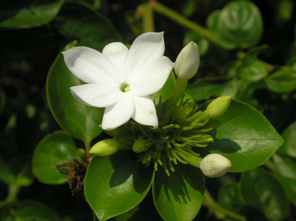 Image de Jasminum multiflorum (Burm. fil.) Andrews