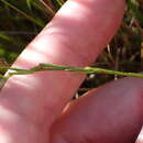 Image of Psoralea oreophila Schltr.