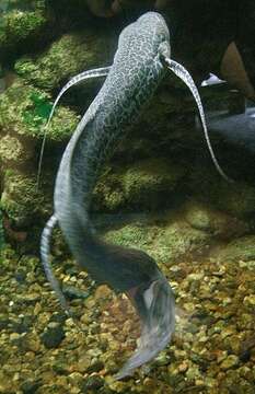 Image of Marbled lungfish